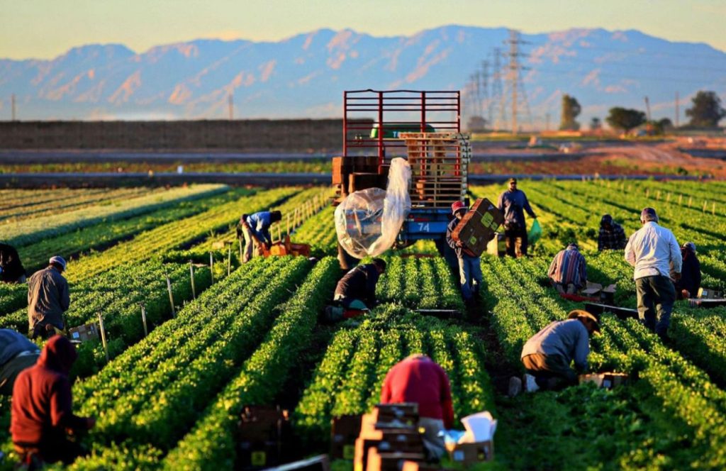 Impactful Training, Innovation and Technology Transfer (UPLIFT) in Agriculture